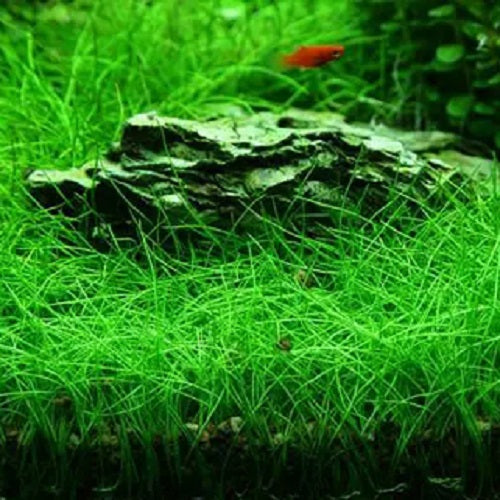 Growing Dwarf Hairgrass  Eleocharis Parvula Care & Info