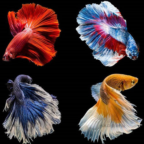 29 Types of Bettas: Tails, Colors & Patterns (With Pictures) – Petnanny ...